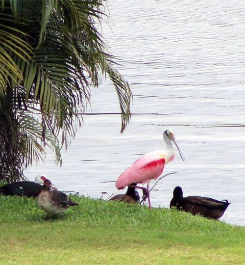 Linnut Floridassa